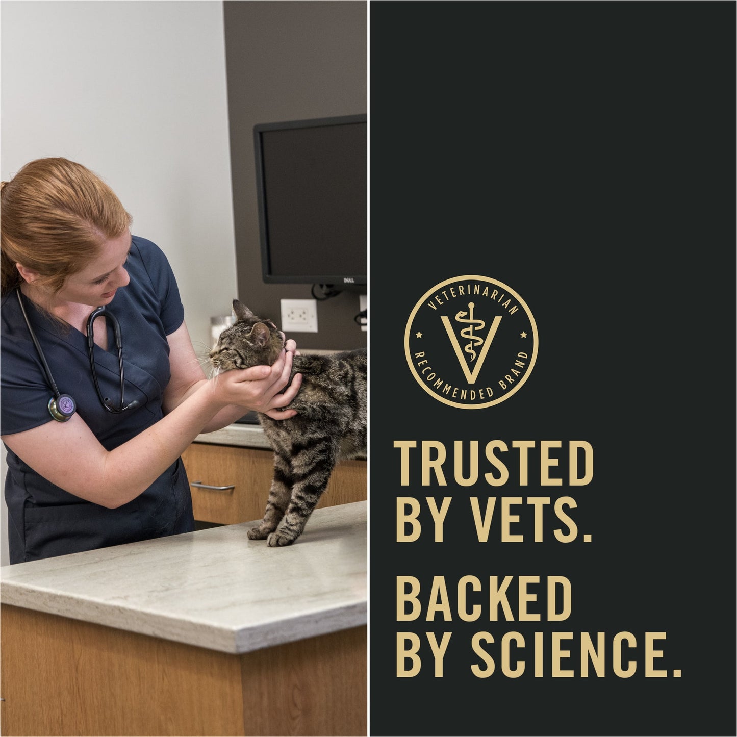 Purina Pro Plan Indoor Dry Cat Food LiveClear Cat Allergen Reducing Turkey and Rice Formula