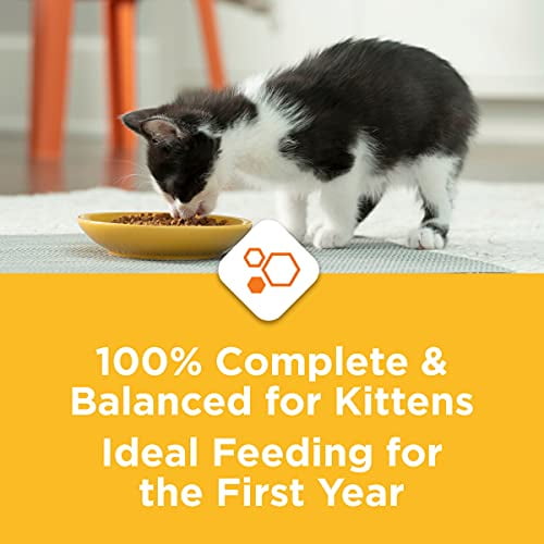 Purina Kitten Chow Cat Food