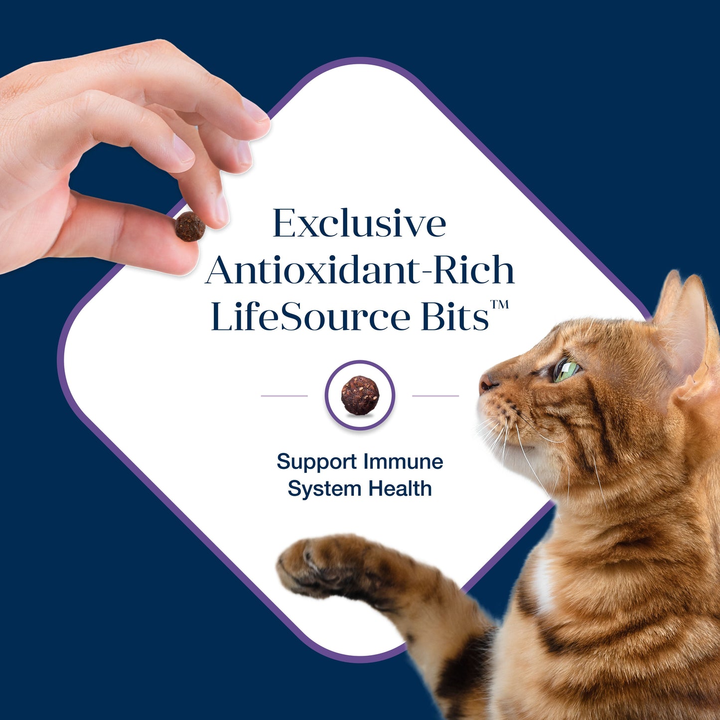 Blue Buffalo Basics Mature Cat Skin & Stomach Care Dry Cat Food, Turkey & Potato, 5 lbs.