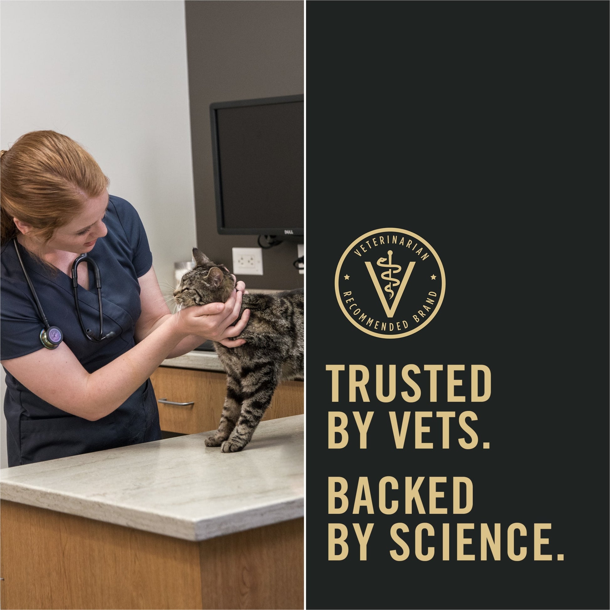 Purina Pro Plan Indoor Dry Cat Food LiveClear Cat Allergen Reducing Turkey and Rice Formula