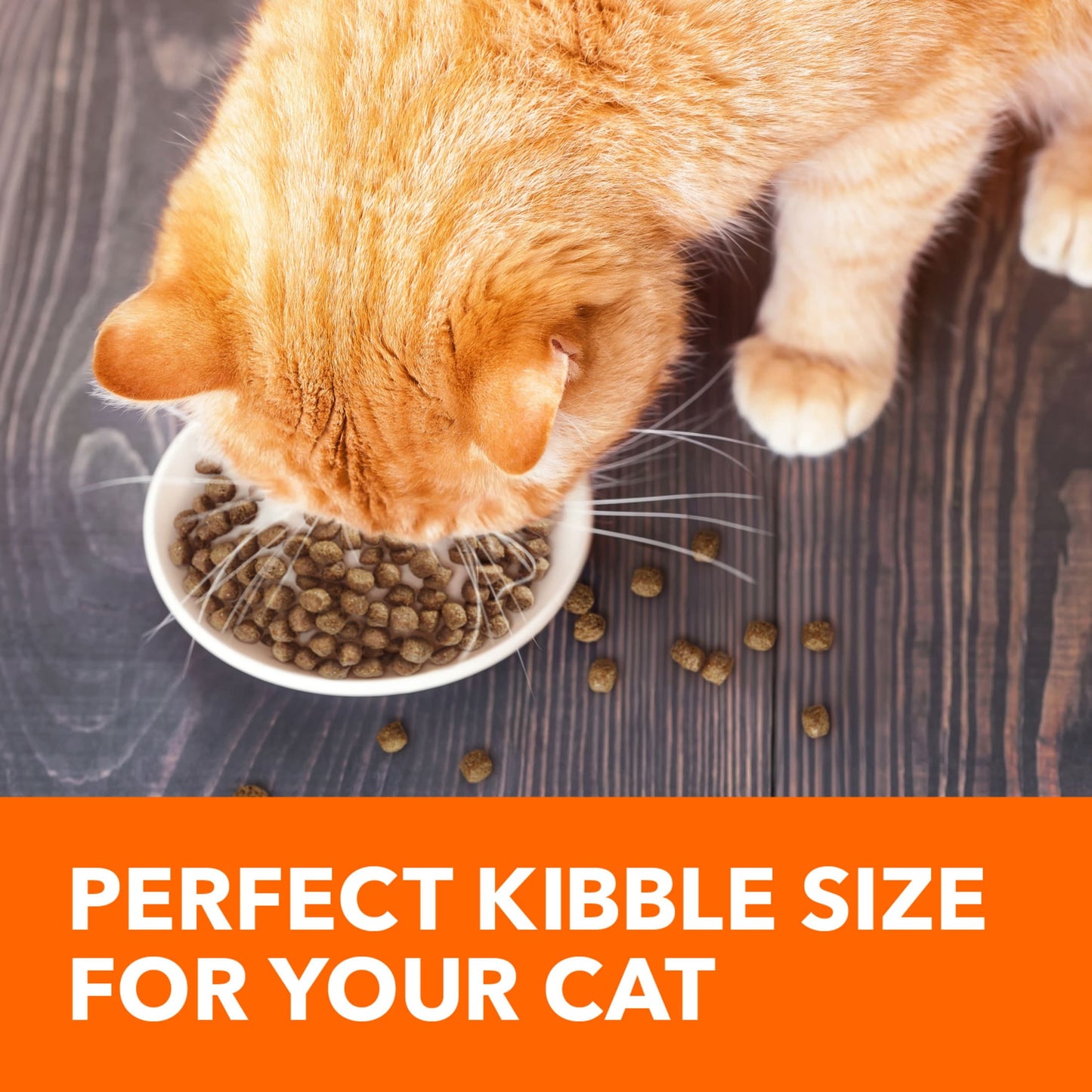 Iams Proactive Health Salmon Flavor Dry Cat Food For Adult Cats, 7 Lb Bag