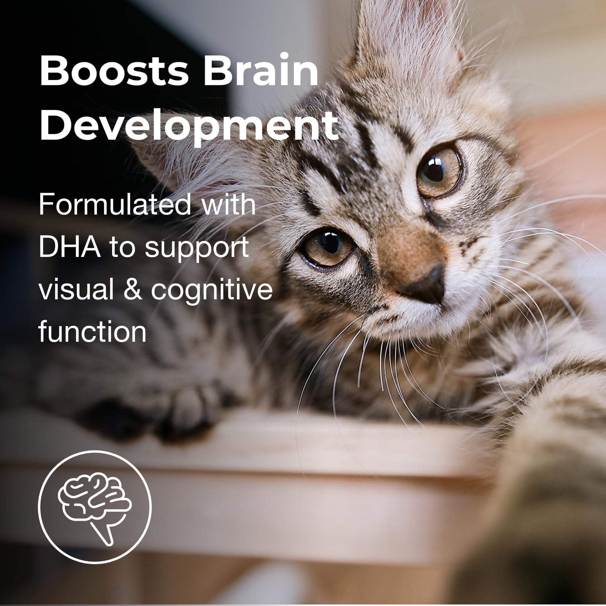 Pet-Ag KMR 2nd Step Kitten Weaning Food - 14 oz