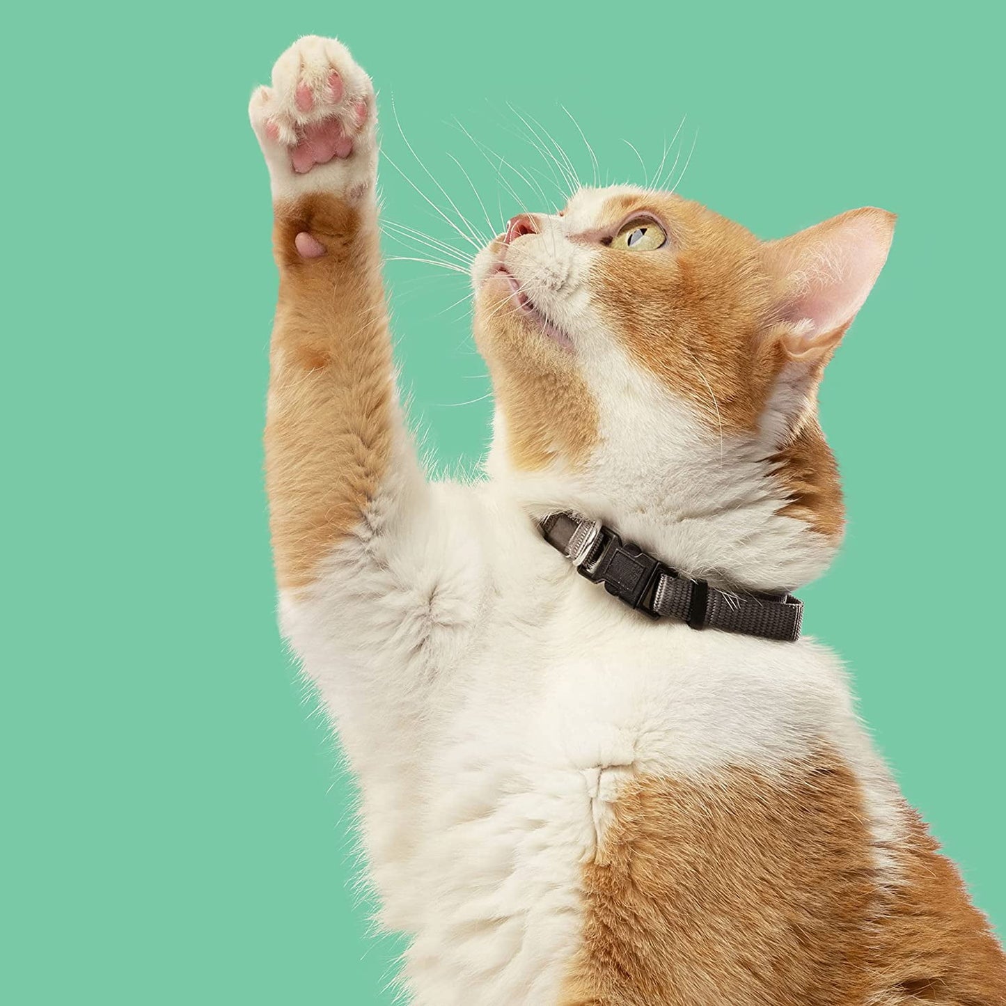 Rachael Ray Nutrish 6 lb Chicken With Lentils and Salmon Recipe Indoor Complete Natural Premium Dry Cat Food