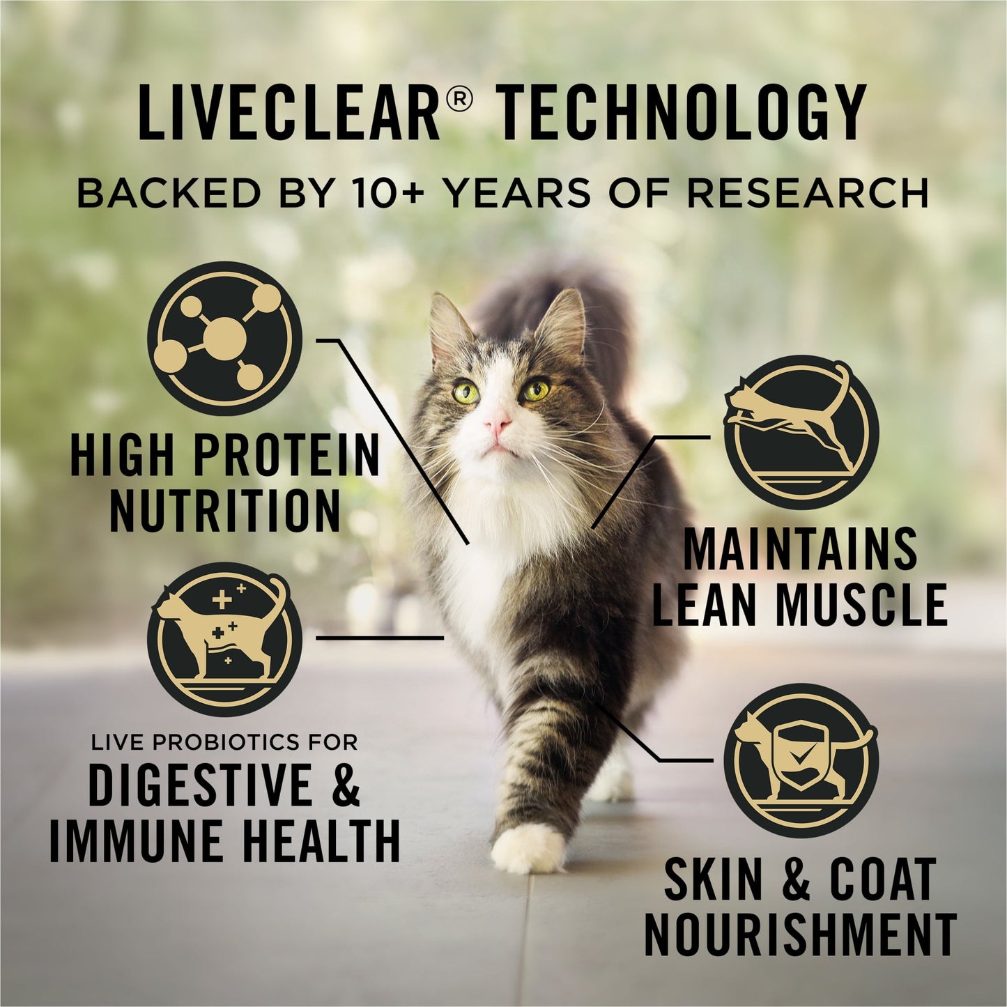 Purina Pro Plan Indoor Dry Cat Food LiveClear Cat Allergen Reducing Turkey and Rice Formula