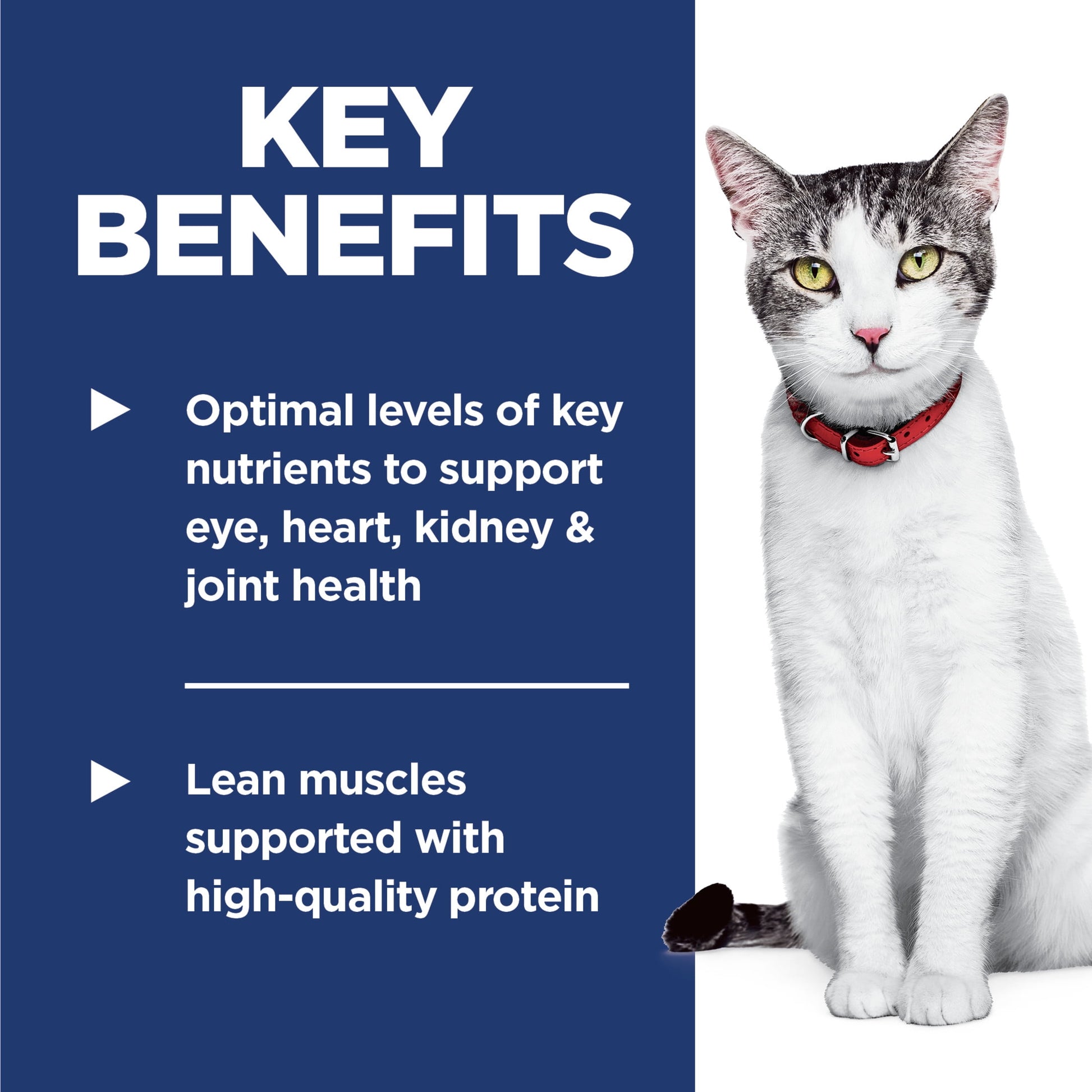 Hill's Science Diet Chicken Dry Cat Food for 11+ Senior Cats, 3.5lb Bag