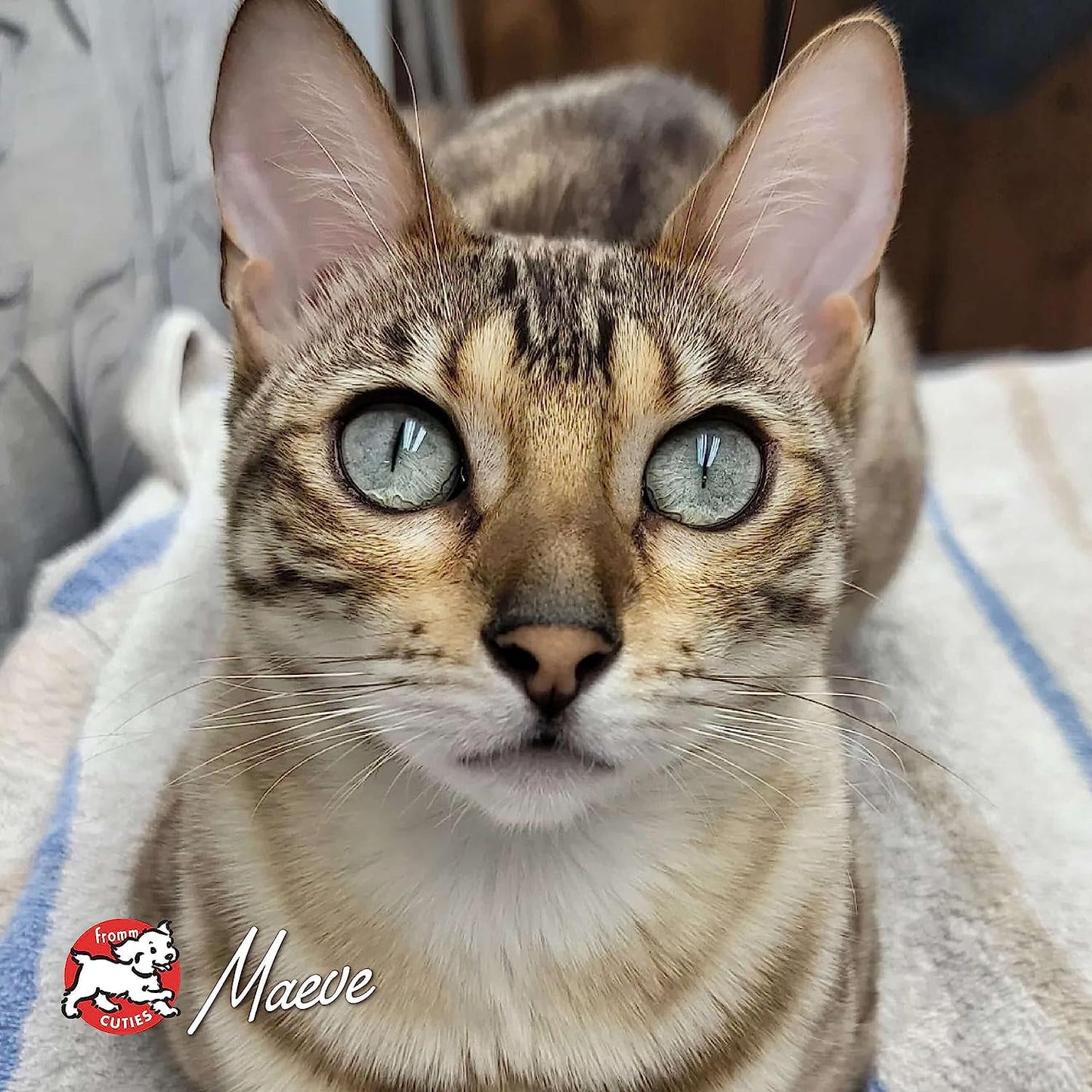 Fromm Gold Adult Cat 4 Lb